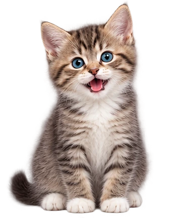 Cute playful kitten